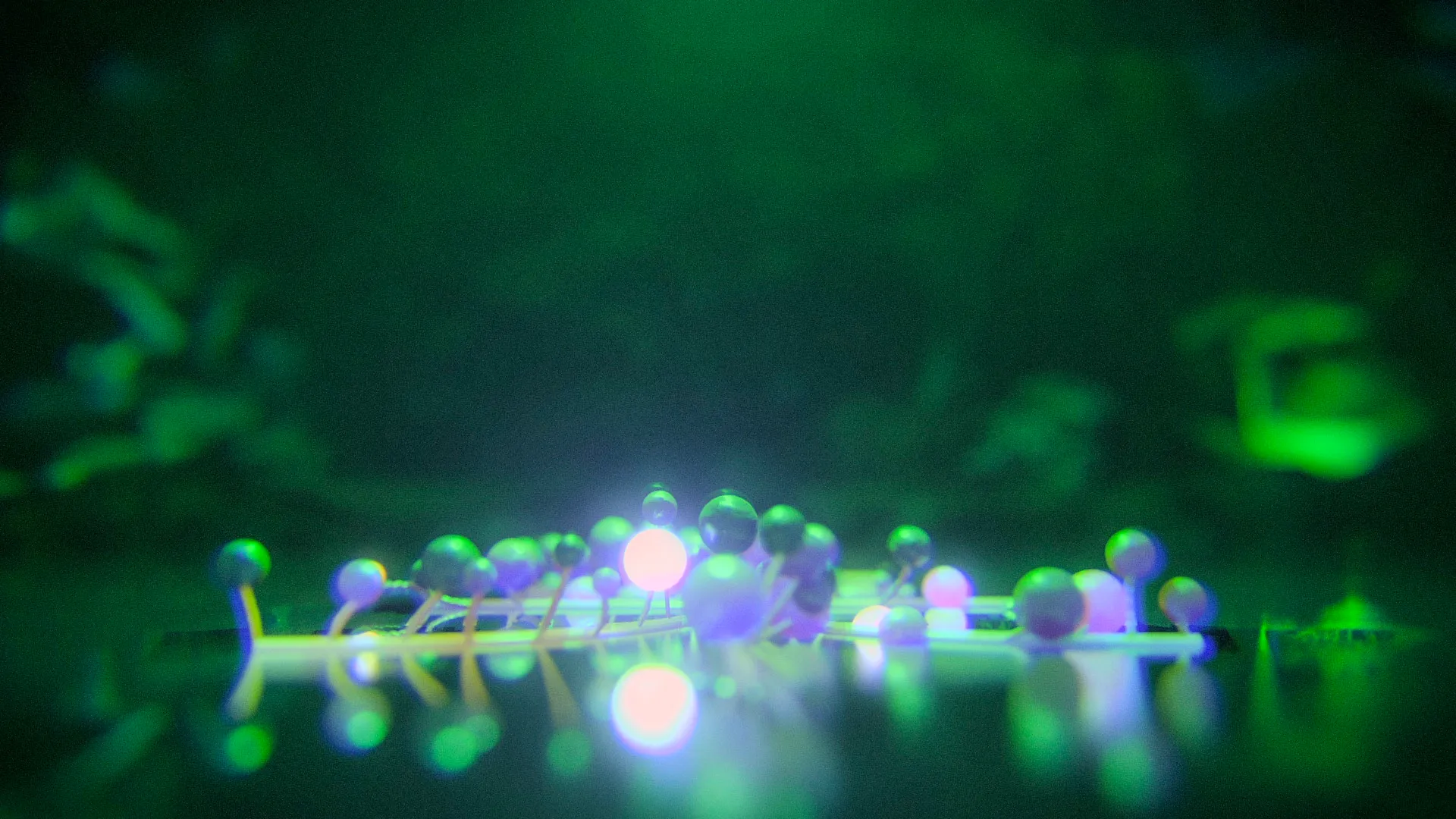 Memini Hikaris — 3D