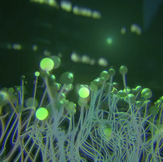 music visualizer personal project